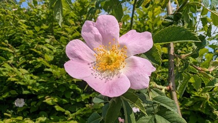 Dog rose Rosa canina light pink flowers in bloom on branches, beautiful wild flowering shrub