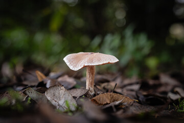 Scurfy twiglet mushroom, a species of Twiglets, growing through the leaf mould of a forest floor in the Dordogne region of France