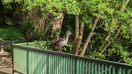 Nile goose sitting on a railing in Biebertal Menden Sauerland
