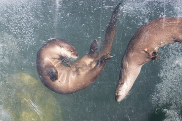 river otters playing together in water inside aquarium with scratched glass