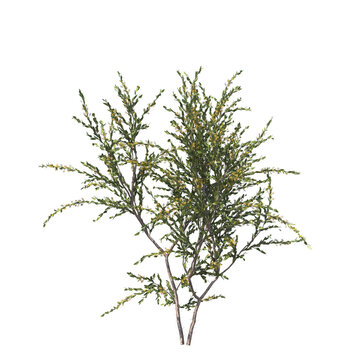 Acacia paradoxa, kangaroo acacia, kangaroo thorn, prickly wattle, hedge wattle, paradox acacia, akasia, evergreen, small tree, bush, tree, big tree, light for daylight, easy to use, 3d render, isolate