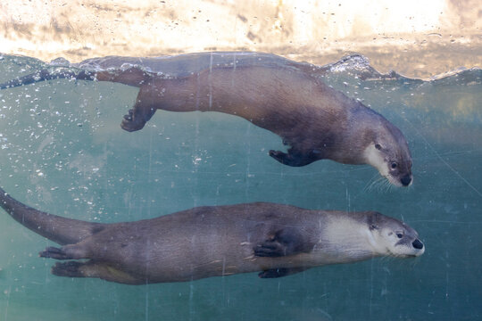 otters swimming side profile across aquarium viewed through glass