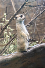 meerkat on the lookout with late autumn dull forest background