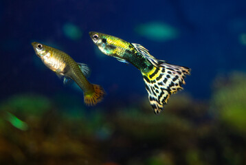 The guppy aquarium fish swims. Two fish male and female. Latin name Poecilia reticulata.