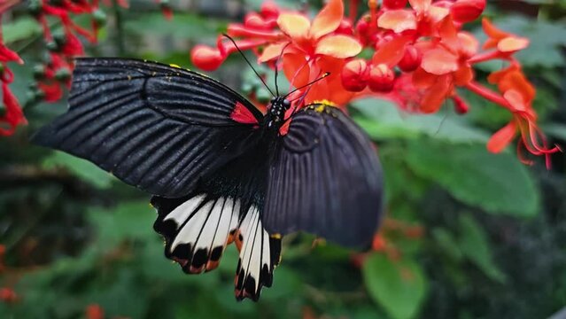 A great mormon butterfly is moving around a flower in slow motion