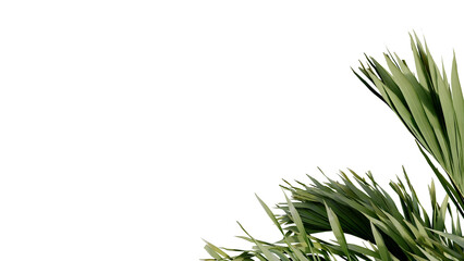 coconut leave nature transparent cut out forest isolated background 3d render.