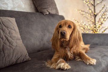 Dog wearing reindeer antlers headband sits in a pile of blankets and pillows against the background of a garland, New year and Christmas concept