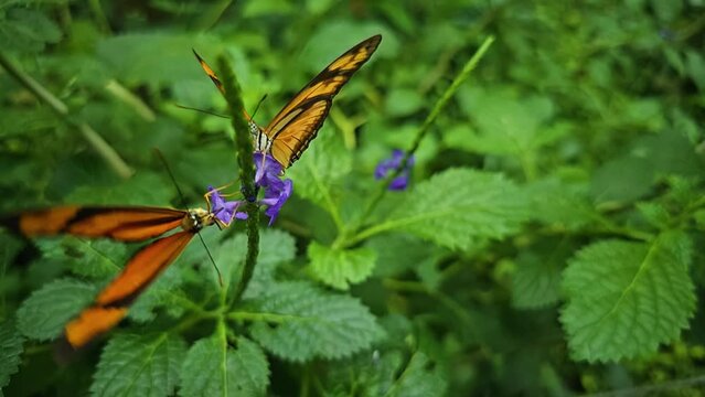 An orange butterfly is moving around a flower in slow motion