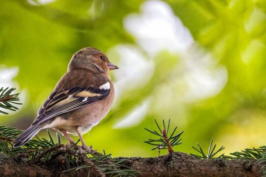Buchfink im Schlichtkleid