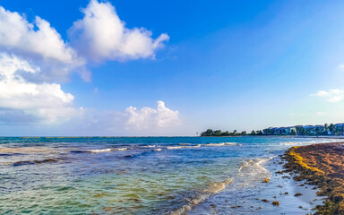 Tropical Caribbean beach water seaweed sargazo Playa del Carmen Mexico.