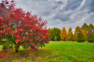 When autumn comes early to the field! This perfect crimson tree flaunts its fiery foliage like it's...