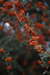 coquina kokina flowers in green background christmas flower decoration
