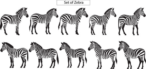 Fototapeta na wymiar zebras illustration