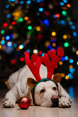 Cute Labrador with reindeer antlers on background of Christmas tree. Happy New Year, Christmas holidays and celebration. 