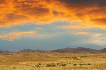 Steppe, prairie, plain, pampa. As the fiery sun bids farewell, casting its final golden glow over...