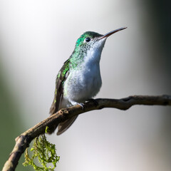 080.0754.3147, Andean Emerald, (Amazilia franciae, Andientimanttikolibri), Tandayapa Valley, Ecuador, South America (2016-11-15)