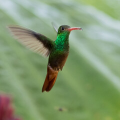 Obraz premium 080.0754.3139, Rufous-tailed Hummingbird, Amazilia tzacatl, Ruostepyrstökolibri, Tandayapa Valley, Ecuador, South America (2016-11-14)