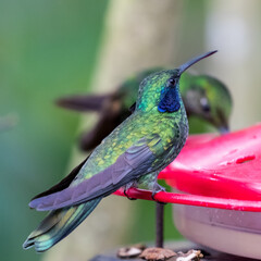 080.0725.3044, Green Violet-ear, Colibri thalassinus, Viherorvokkikolibri, Tandayapa Valley, Ecuador, South America (2016-11-14)