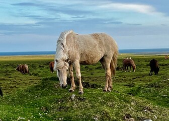 Icelandic Horse Snaefellsbaer 5