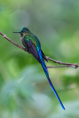 080.0793.3274, Violet-tailed Sylph, Aglaiocercus coelestis, Säihkyhännyskolibri, Bellavista, Mindo cloud forests, Ecuador, South America (2016-11-15)