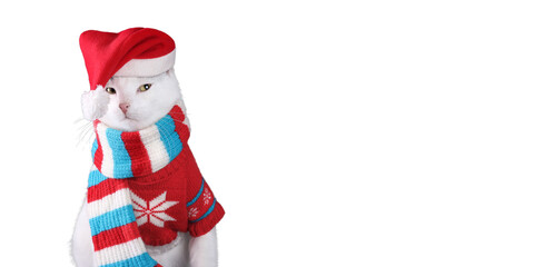 isolated White cat looks at the camera  wearing Santa Claus xmas red cap. Copy space. Christmas cat. Cat with Santa hat. Xmas. 2024