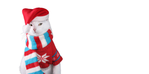 isolated White cat looks at the camera  wearing Santa Claus xmas red cap. Copy space. Christmas cat. Cat with Santa hat. Xmas. 2024
