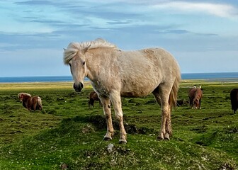 Icelandic Horse Snaefellsbaer 4