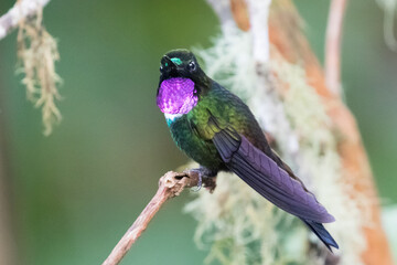 080.0778.3228, Gorgeted Sunangel, (Heliangelus strophianus, Ecuadorinenkelikolibri), Bellavista, Mindo cloud forests, Ecuador, South America (2016-11-15)
