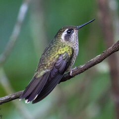 080.0761.3181, Speckled Hummingbird, Adelomyia melanogenys, Pisamakolibri, Bellavista, Mindo cloud forests, Ecuador, South America (2016-11-15)