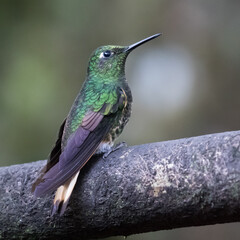 080.0769.3198, Buff-tailed Coronet, (Boissonneaua flavescens, Kanelipyrstökolibri), Bellavista, Mindo, Ecuador, South America (2016-11-15)