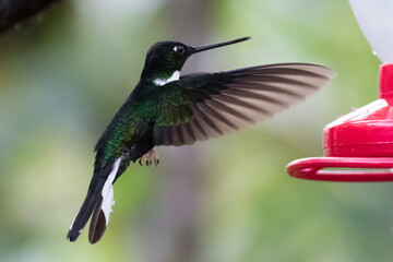080.0773.3214, Collared Inca, Coeligena torquata, Sepelinkakolibri, Bellavista, Mindo cloud forests, Ecuador, South America (2016-11-15)