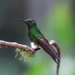 080.0769.3198, Buff-tailed Coronet, (Boissonneaua flavescens, Kanelipyrstökolibri), Tandayapa Valley, Ecuador, South America (2016-11-16)