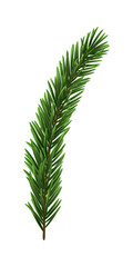 Green Christmas Fir Branch