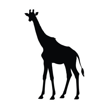 Giraffe Silhouette. Giraffe Vector Illustration.
