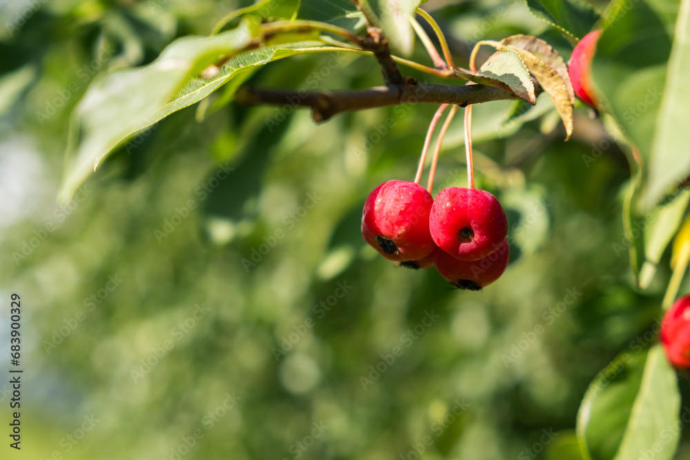 Poster many small red apples on the branches apple tree, sunny day, autumna lot of small red apples on a br