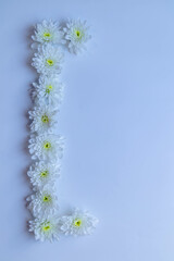 White chrysanthemums on white background frame.