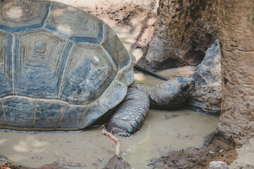 The Aldabra giant tortoise (Aldabrachelys gigantea), from the islands of the Aldabra Atoll in the Seychelles, is one of the largest tortoises in the world