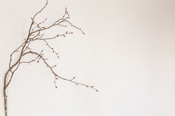 White Background with Branches, Roots and Tree