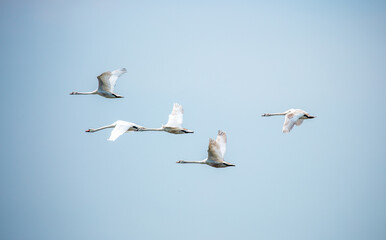 Flying swans in the blue sky. Waterfowl at the nesting site. A flock of swans walks on a blue lake.