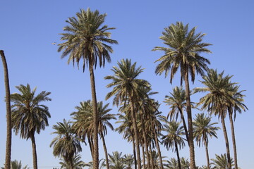 palm trees in iraq with blue sky