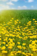 Obraz premium field of dandelions.A spring meadow with bright yellow dandelions, flooded with bright sunlight against a blue sky. green grass, spring, warmth, phone wallpaper, notebook cover