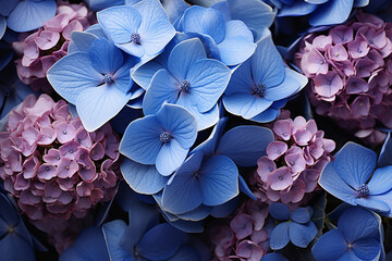 light blue and pink hydrangea, floral background, top view. inflorescences, a lot of garden flowers. - obrazy, fototapety, plakaty