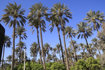 Fototapeta na wymiar palm trees in iraq with blue sky