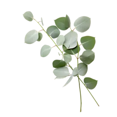 Rolgordijnen Eucalyptus plant branches isolated on a transparent background, a branch or a twig of a plant with leaf or leaves PNG © graphicbeezstock