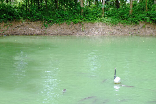 Natural clean lake and coastside to a green jungle, with fish under the water