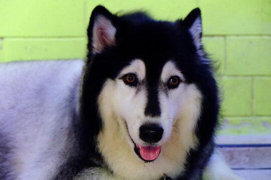 Front face side of black and white Siberian Husky dog