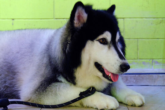 Black and white Siberian Husky dog lying on ground