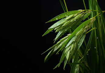 Rice plant on black background.