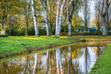 Fototapeta na wymiar Trunks of grey poplar (Populus canescens) are beautifully reflected in the calm waters of a canal