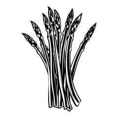 Obraz premium Hand Drawn Illustration of Asparagus. SVG Vector